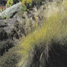 Eragrostis curvula 'Totnes Burgundy' - Herbe d'amour courbe