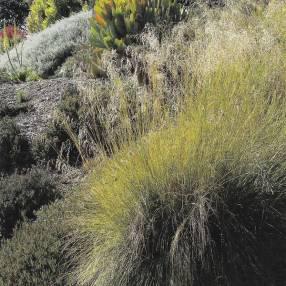 Panicules vaporeuses de Eragrostis Totnes Burgundy