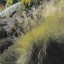 Panicules vaporeuses de Eragrostis Totnes Burgundy