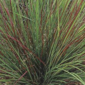 Feuillage rouge bordeaux de Eragrostis Totnes Burgundy