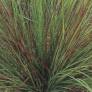 Eragrostis curvula 'Totnes Burgundy' - Herbe d'amour courbe