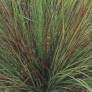 Feuillage rouge bordeaux de Eragrostis Totnes Burgundy