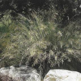 Eragrostis curvula Totnes Burgundy Herbe d’amour rouge