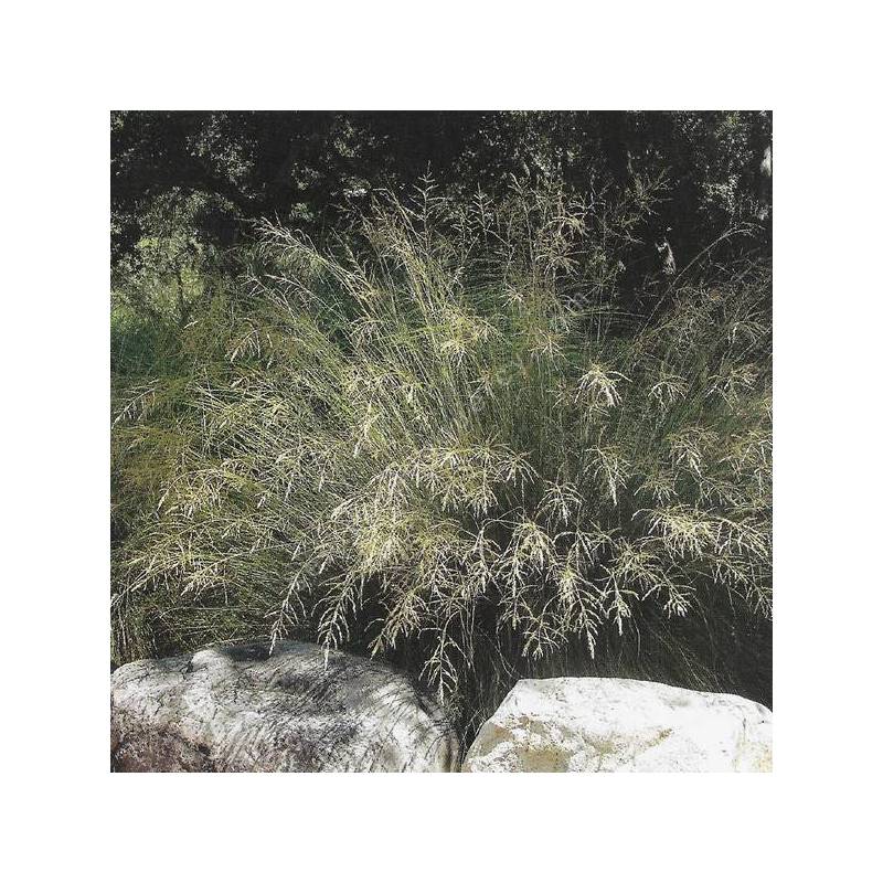 Eragrostis curvula Totnes Burgundy Herbe d’amour rouge