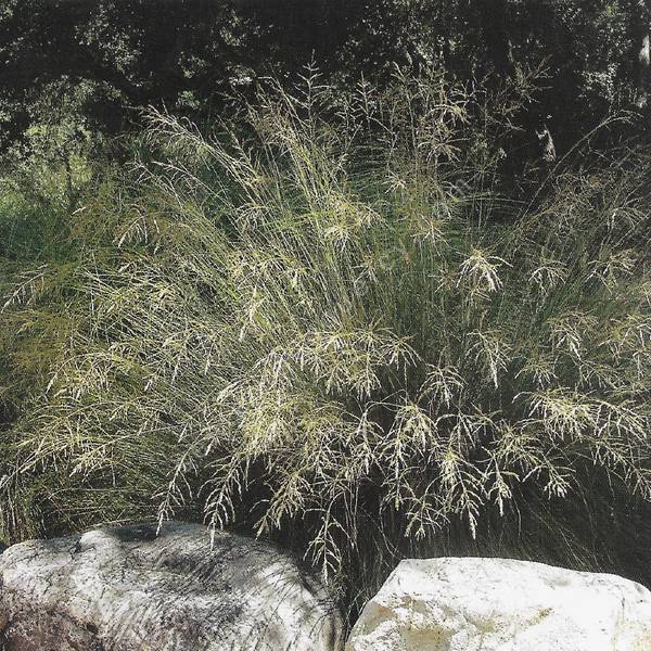 Eragrostis curvula 'Totnes Burgundy' - Herbe d'amour courbe Eragrostis curvula 'Totnes Burgundy' - Herbe d'amour courbe