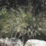 Eragrostis curvula Totnes Burgundy Herbe d’amour rouge