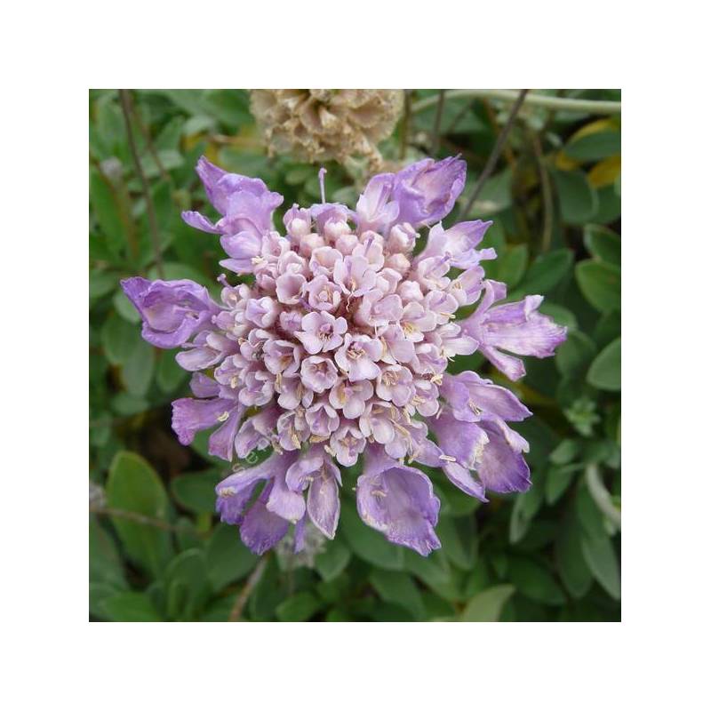 Lomelosia cretica - Scabieuse arbustive