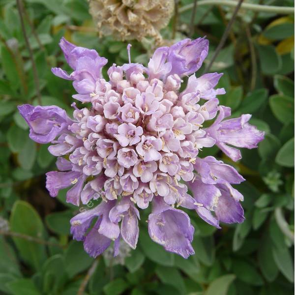 Lomelosia cretica - Scabieuse arbustive