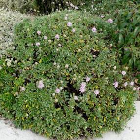 Lomelosia cretica - Scabieuse arbustive