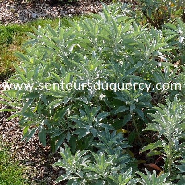 Salvia apiana - Sauge blanche Salvia apiana - Sauge blanche