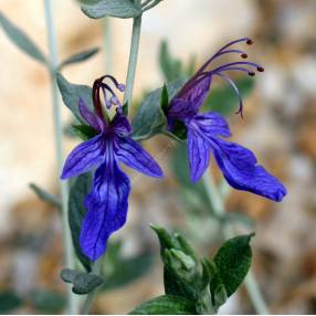 Teucrium fruticans 'Ouarzazate' - Germandrée arbustive bleu-violet profond