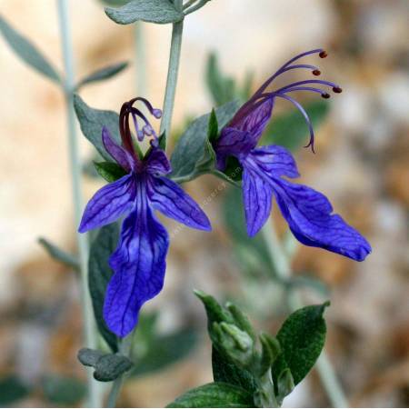 Teucrium fruticans 'Ouarzazate' - Germandrée arbustive bleu-violet profond