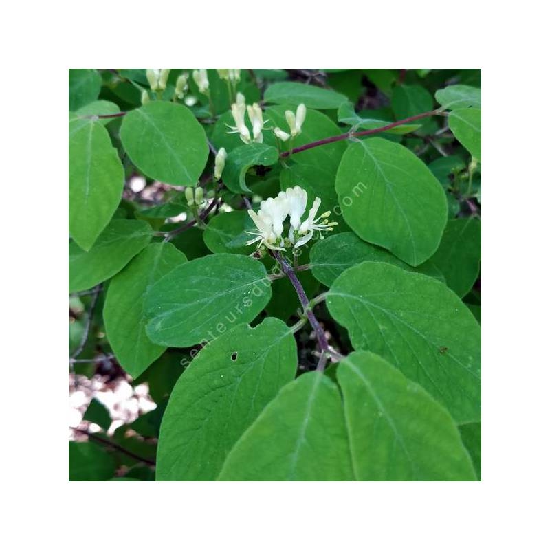 Lonicera xylosteum - Camérisier