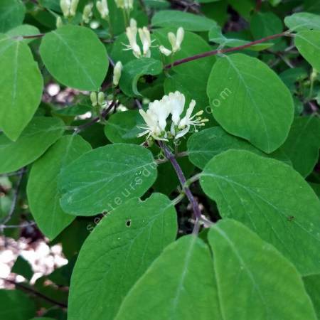 Lonicera xylosteum - Camérisier