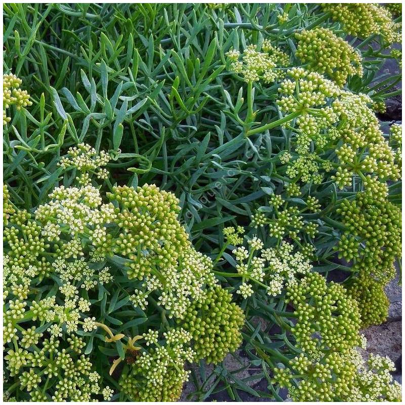 Crithmum maritimum - Criste marine