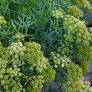 Crithmum maritimum - Criste marine