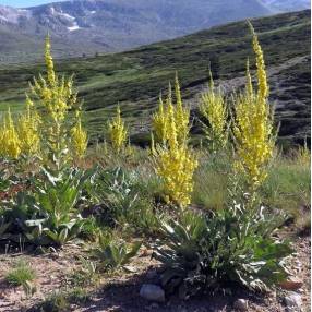 Verbascum olympicum - Molène de l'Olympe