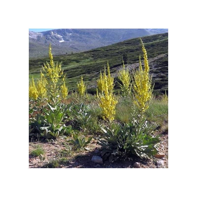 Verbascum olympicum - Molène de l'Olympe