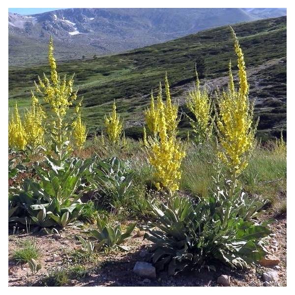 Verbascum olympicum - Molène de l'Olympe