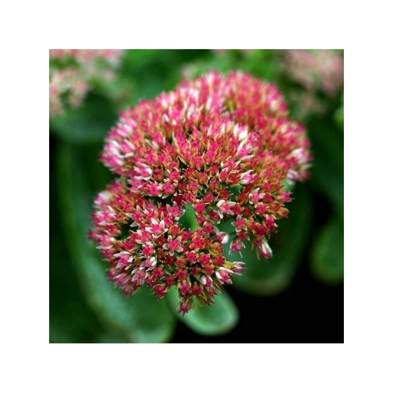 Sedum 'Joie d'Automne' - Grand Orpin