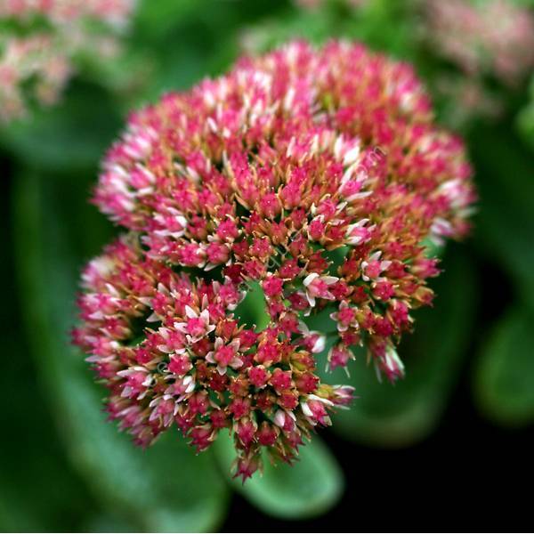 Sedum 'Joie d'Automne' - Grand Orpin