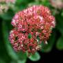 Sedum 'Joie d'Automne' - Grand Orpin