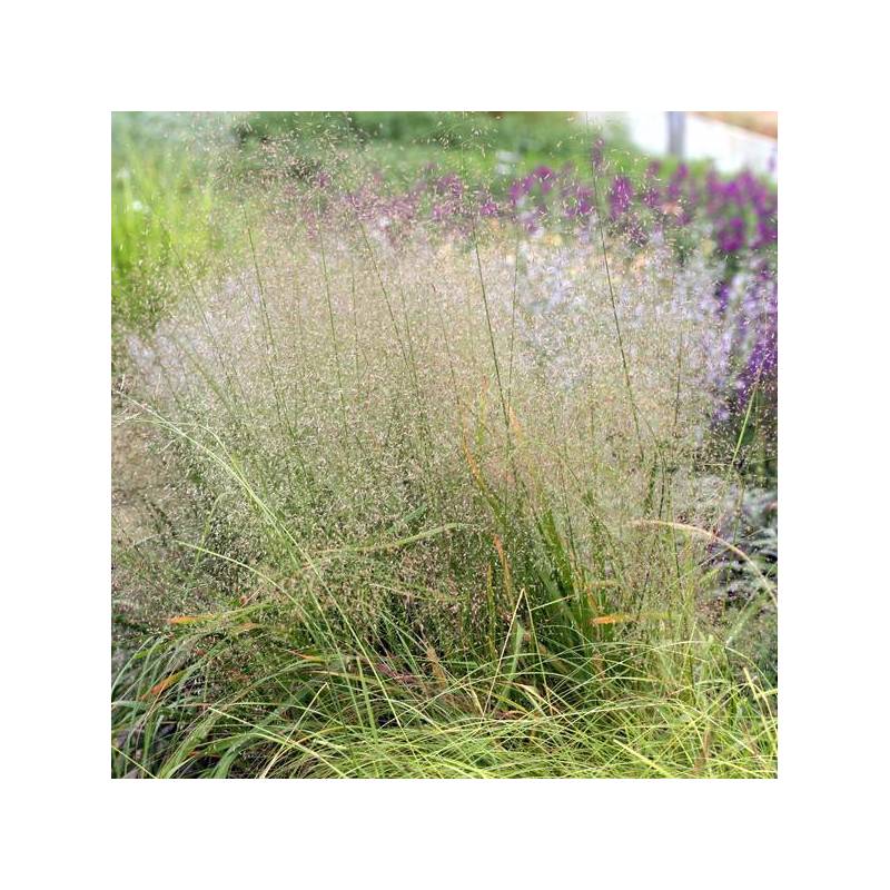 Eragrostis trichodes - Herbe d'amour des sables