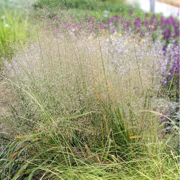 Eragrostis trichodes - Herbe d'amour des sables