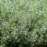 Calamintha nepeta 'Nuage Bleu' - Calament à fleurs bleues