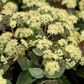 Sedum telephium subsp. maximum