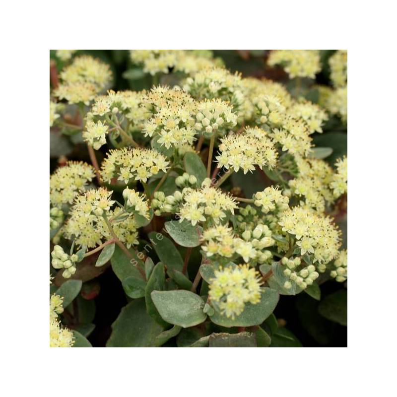 Sedum telephium subsp. maximum