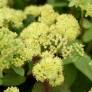 Sedum telephium subsp. ruprechtii 'Hab Gray'