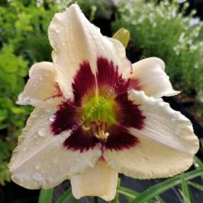 Hemerocallis 'Moonlit Masquerade' - Hémérocalle blanc crème et pourpre