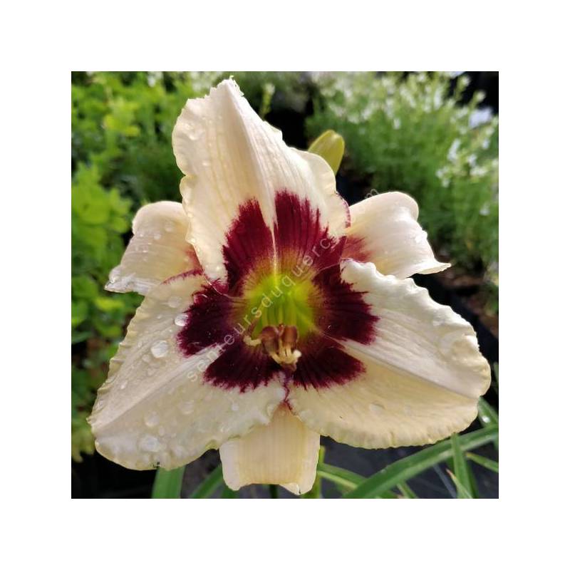 Hemerocallis 'Moonlit Masquerade' - Hémérocalle blanc crème et pourpre