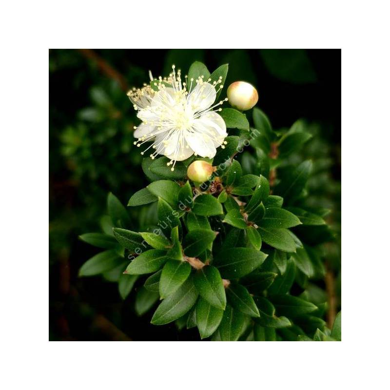 Myrtus communis subsp. tarentina - Myrte de Tarente