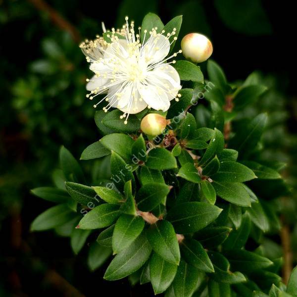 Myrtus communis subsp. tarentina - Myrte de Tarente