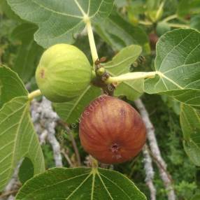 Figuier 'Madeleine Des Deux Saisons' - Ficus carica