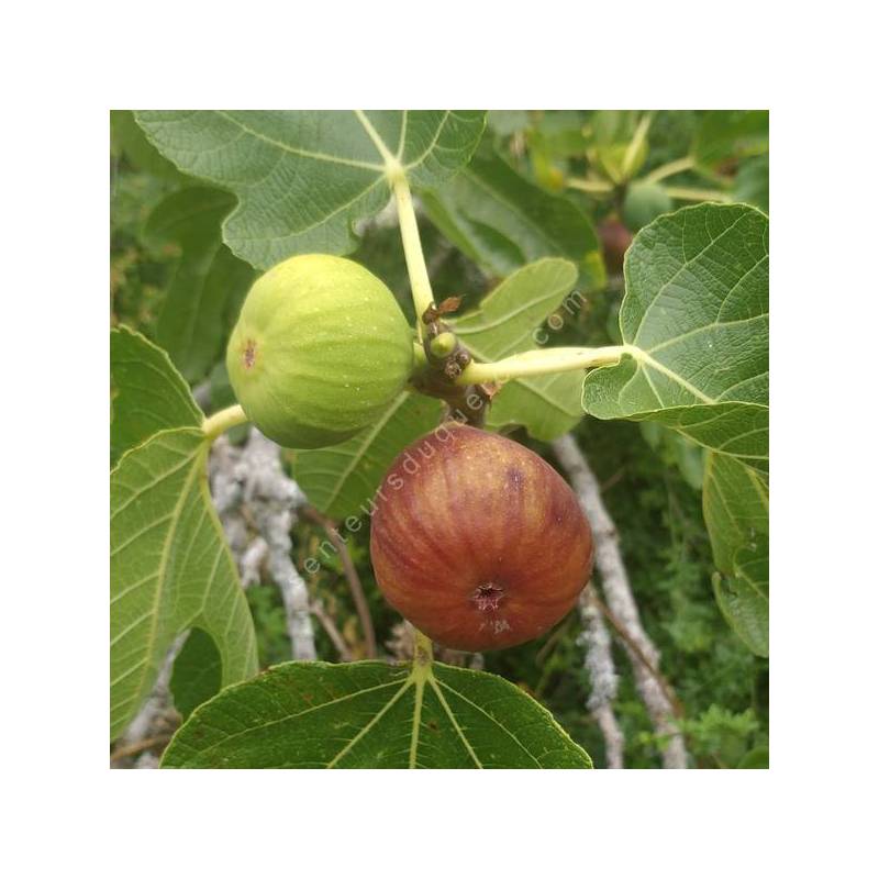 Figuier 'Madeleine Des Deux Saisons' - Ficus carica