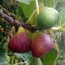 Figuier 'Madeleine Des Deux Saisons' - Ficus carica