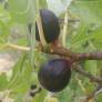 Figuier 'Ronde de Bordeaux' - Ficus carica