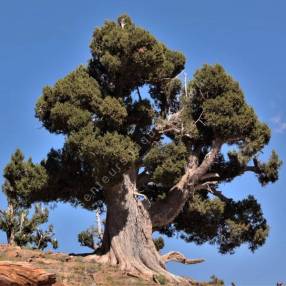 Juniperus thurifera - Genévrier à encens