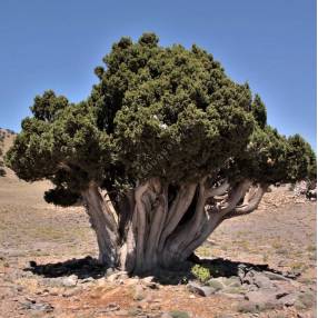 Juniperus thurifera - Genévrier à encens