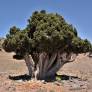 Juniperus thurifera - Genévrier à encens