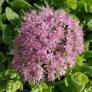 Sedum spectabile 'Brillant' - Grand Orpin rose