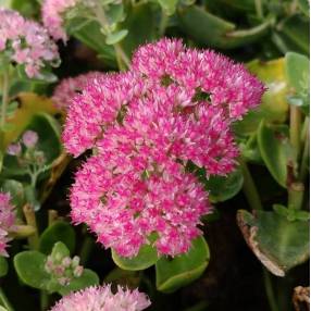 Sedum 'Joie d'Automne' - Grand Orpin