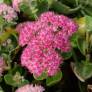 Sedum 'Joie d'Automne' - Grand Orpin