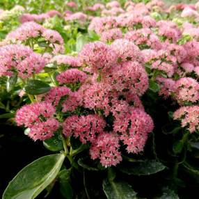 Sedum 'Joie d'Automne' - Grand Orpin