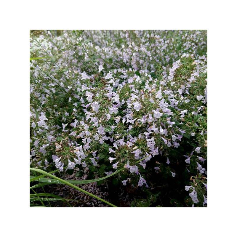 Calamintha nepeta 'Nuage Bleu' - Calament à fleurs bleues