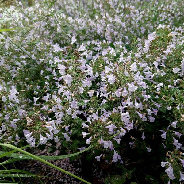 Calamintha nepeta 'Nuage Bleu' - Calament à fleurs bleues