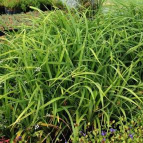 Carex pendula - Laîche pendante